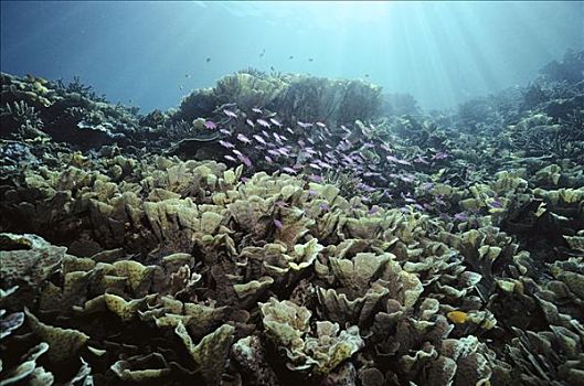 紫色,拟花鮨属,幼小,女性,莴苣,珊瑚,靠近,岛屿,婆罗洲
