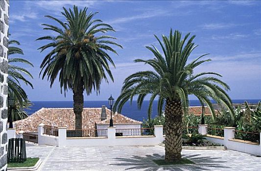 广场,棕榈树,圣安德烈斯岛,帕尔玛,加纳利群岛,西班牙