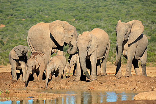 非洲象,家族