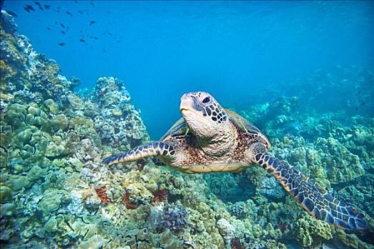 夏威夷,绿海龟,龟类,濒危物种