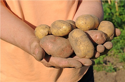 土豆,丰收