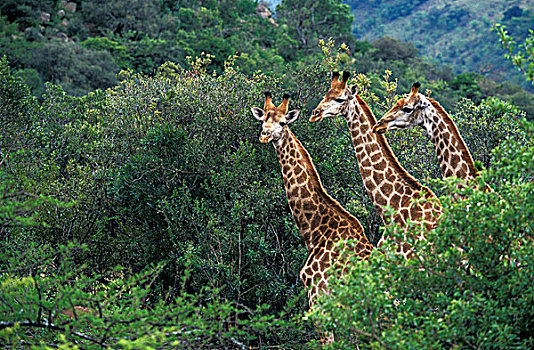长颈鹿,药草,出现,树,肯尼亚