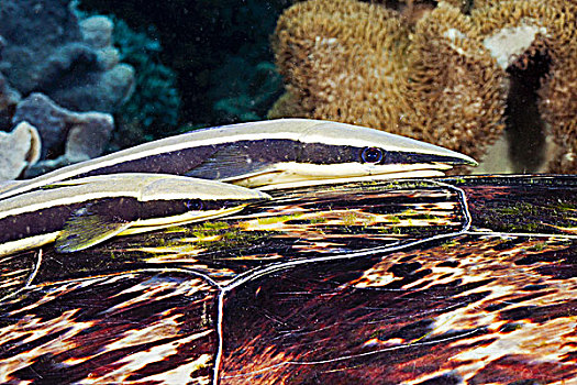 菲律宾,礁石,两个,鮣鱼,鲨鱼,联结,壳,玳瑁