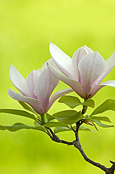 木兰,枝条,特写,花,植物,灌木,观赏灌木,杂交品种,季节,春天,自然,生长,漂亮,绿色背景