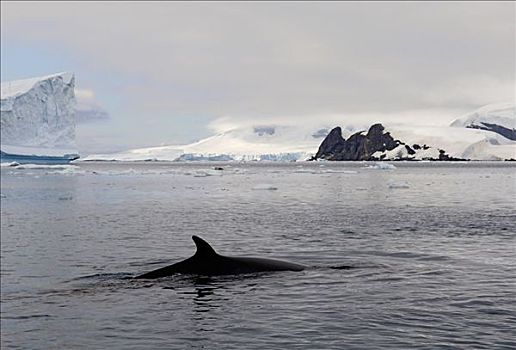 南极,小须鲸,平面,天堂湾