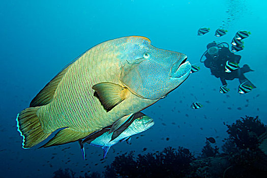 潜水,看,濑鱼,鲹,频道,印度洋,南马累环礁,马尔代夫,亚洲