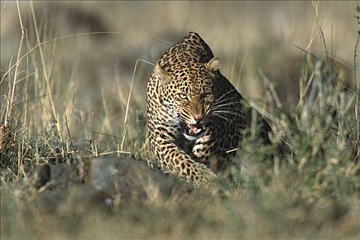 豹,入侵者,嘴唇,卷曲,狗,牙齿,马赛马拉国家保护区,肯尼亚,非洲