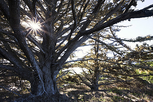 树,罗伯士角州立保护区,加利福尼亚,美国