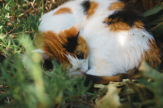 在花园草丛中睡觉的猫