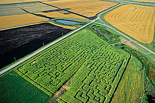 玉米,迷宫,曼尼托巴,加拿大