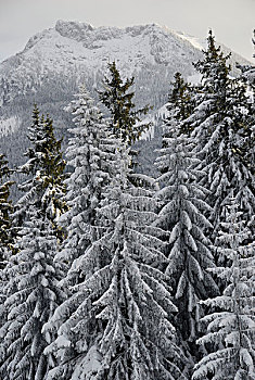 雪,云杉,树林,挪威云杉,欧洲云杉,山峦,靠近,山谷,巴伐利亚,德国,欧洲