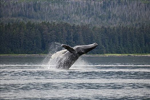 驼背鲸,大翅鲸属,鲸鱼,阿拉斯加