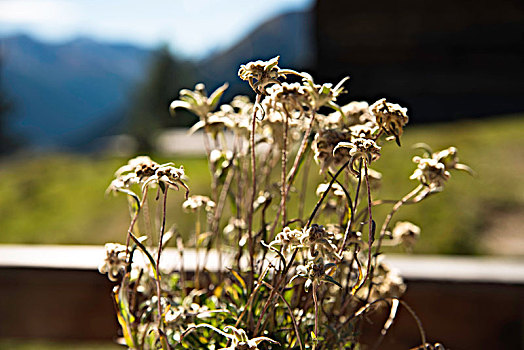 火绒草,高山牧场,瑞士