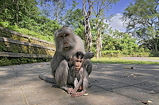 猴子,家族,成年,幼仔,食蟹猴,靠近,庙宇,神圣,树林,乌布,巴厘岛,印度尼西亚