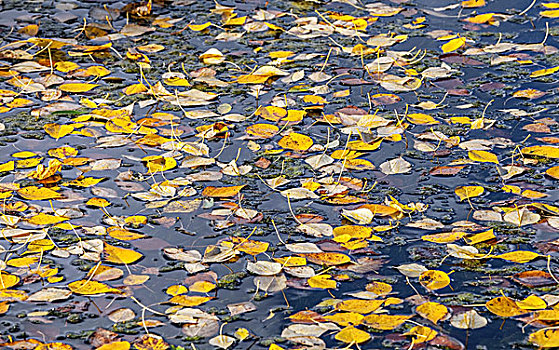 自然,秋天,背景,黄叶,漂浮,水,聚焦
