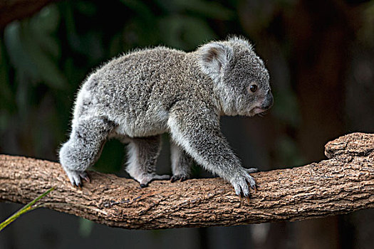 昆士兰,树袋熊,幼小,攀登,枝头,布里斯班,澳大利亚