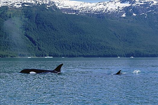 逆戟鲸,平面,阿拉斯加