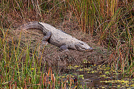 湿地,鳄鱼,成年,休息,旁侧,水,奇旺国家公园,尼泊尔,亚洲