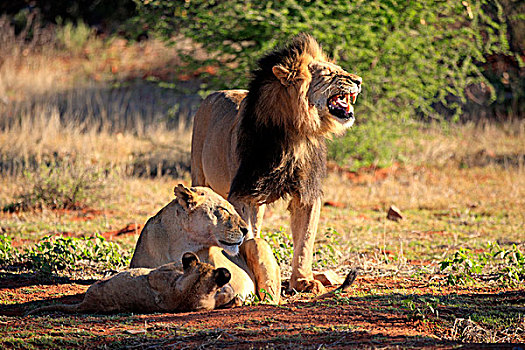狮子,家族,雄性,禁猎区,卡拉哈里沙漠,北角,南非,非洲