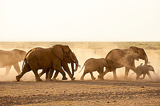 非洲象,安伯塞利国家公园,肯尼亚,非洲