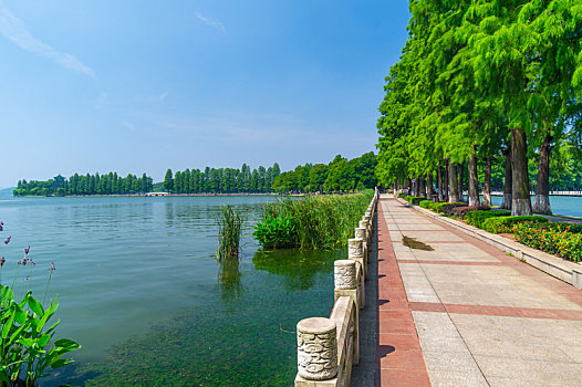 湖北武汉,东湖,风景区,夏日,风光