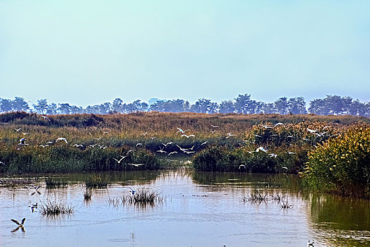 沙湖湿地景观