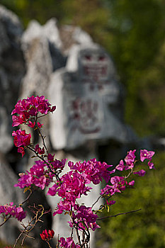 花开莫愁