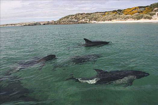 海豚,福克兰群岛