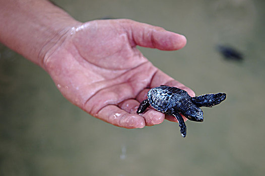 婴儿,龟,手,太平洋,海龟,橄榄龟,太平洋丽龟,斯里兰卡,亚洲