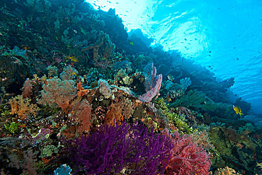 质朴,深潜,海洋,保存,南,苏拉威西岛,印度尼西亚,亚洲