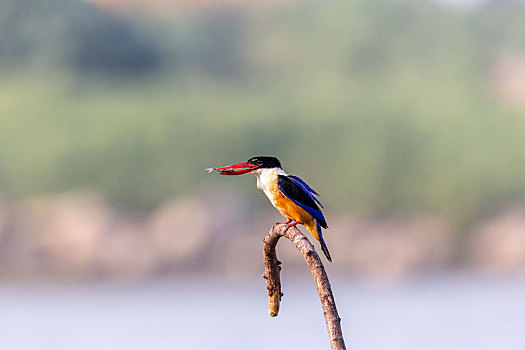 一只蓝翡翠鸟站立在树枝上东张西望,伺机捕食水里的鱼虾