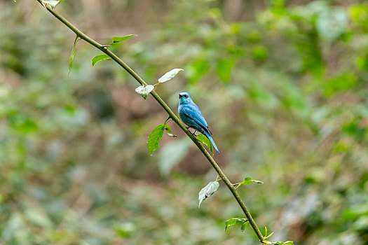独自在树冠层枝叶间活动及捕食昆虫的铜蓝鹟鸟