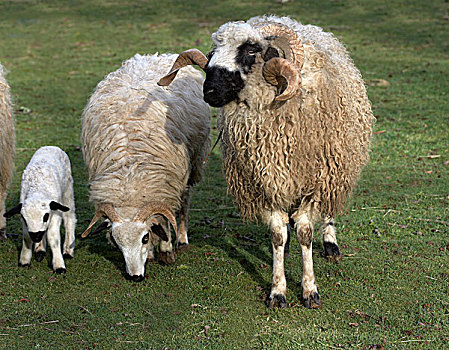 家羊,公羊,母羊,羊羔