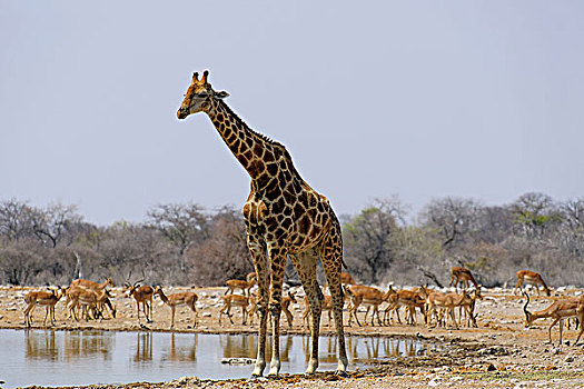 非洲,南非,纳米比亚,省,北方,国家公园,长颈鹿