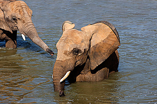 非洲象,成年,河