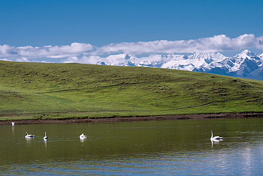 新疆和静县巴音布鲁克小天鹅湖景点