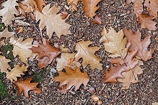 秋天,橡树叶,林中地面,黑森州,德国,欧洲