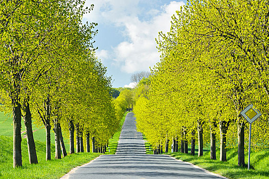 菩提树,树,道路,春天,翠绿,靠近,岛屿,梅克伦堡前波莫瑞州,德国,欧洲