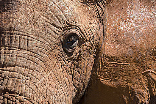 特写,非洲象,阿多大象国家公园,南非