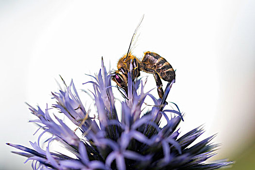 蜜蜂,收集,花粉,球体,蓟属植物,德国,欧洲