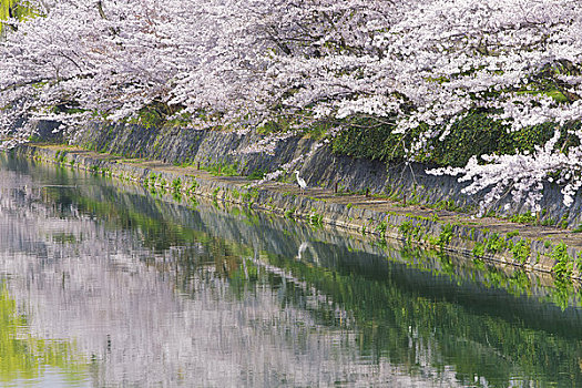 樱花,河,京都,京都府,关西,本州,日本