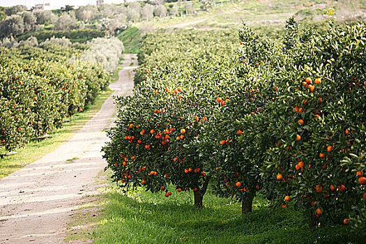土路,通过,橘树,意大利