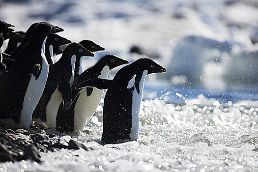 阿德利企鹅,进入,海洋,保利特岛,南极半岛,南极