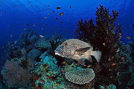 甜唇鱼,靠近,珊瑚礁,米尔恩湾,巴布亚新几内亚