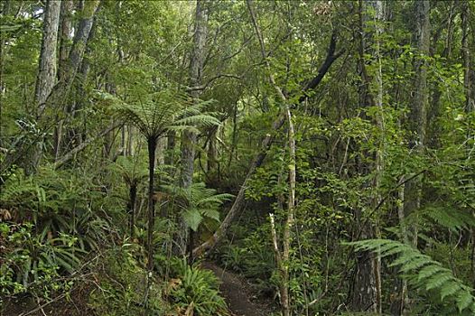 雨林,鸟,保护区,斯图尔特岛,新西兰