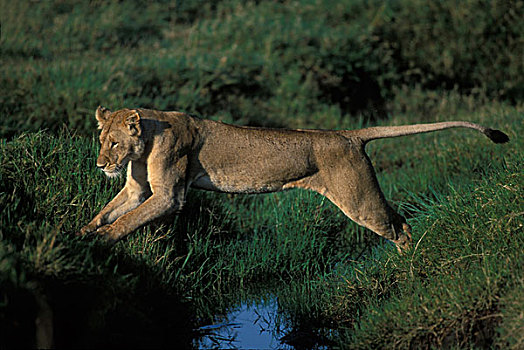 肯尼亚,马塞马拉野生动物保护区,雌狮,狮子,小溪,早晨