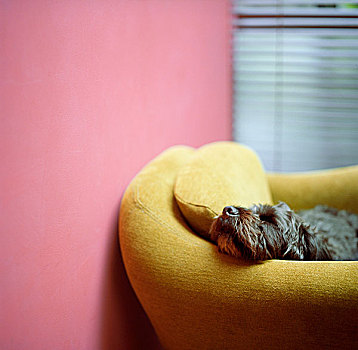 睡觉,狗,绿色,扶手椅