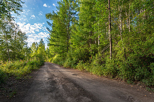 林间,公路