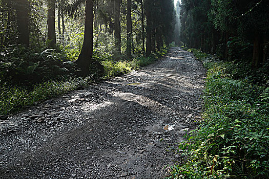 森林,烂路,土路,清晨