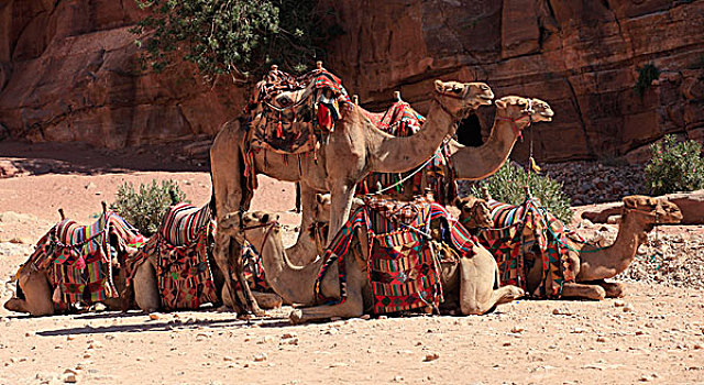 骆驼,就绪,旅游,世界,游览,佩特拉